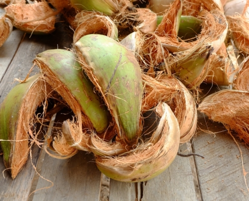 Natürliche Kokosfasern als nachhaltiger Rohstoff für Gummikokos-Matratzen
