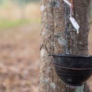 Rubber tree plantation demonstrating the renewable and CO₂-friendly origin of natural latex mattresses.
