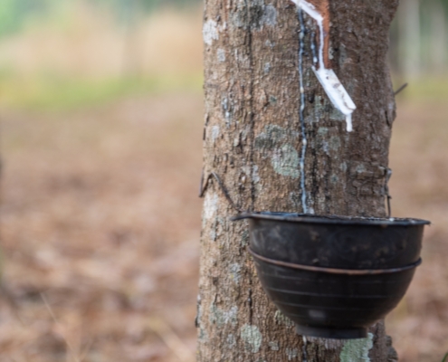 Rubber tree plantation demonstrating the renewable and CO₂-friendly origin of natural latex mattresses.