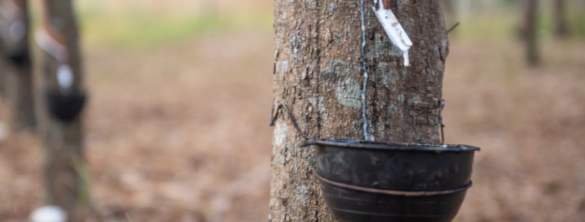 Rubber tree plantation demonstrating the renewable and CO₂-friendly origin of natural latex mattresses.
